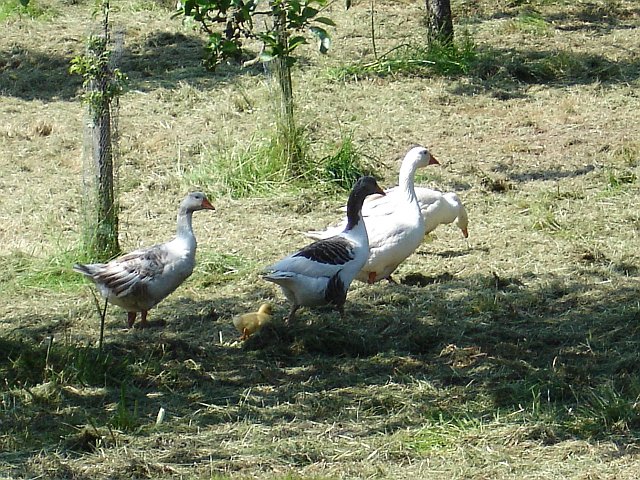 Geese and a gosling