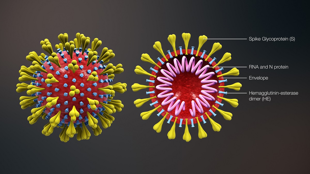 the corona virus