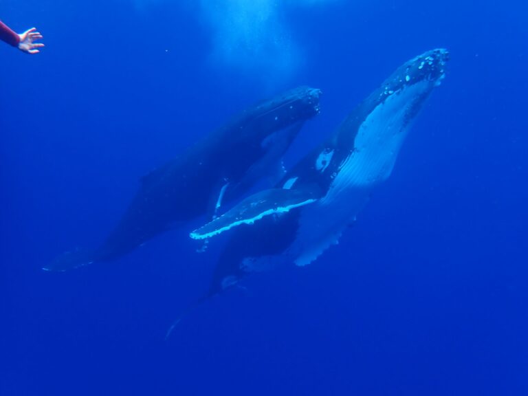 Swimming in Tonga with the Humpback Whales