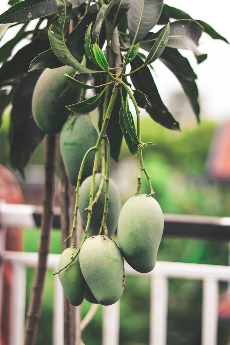 Indian Mangoes- Owner’s Pride, Passerby’s Envy