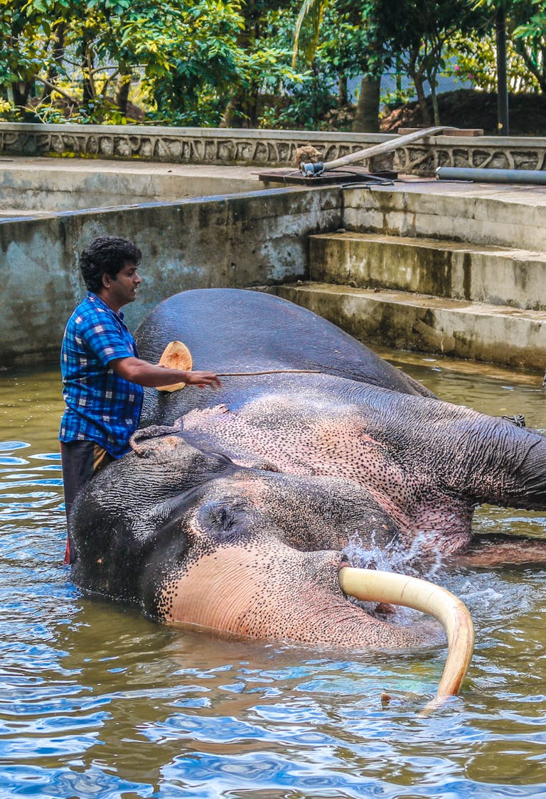 Man in Blue and White Plaid Shirt Standing Beside Black Elephant