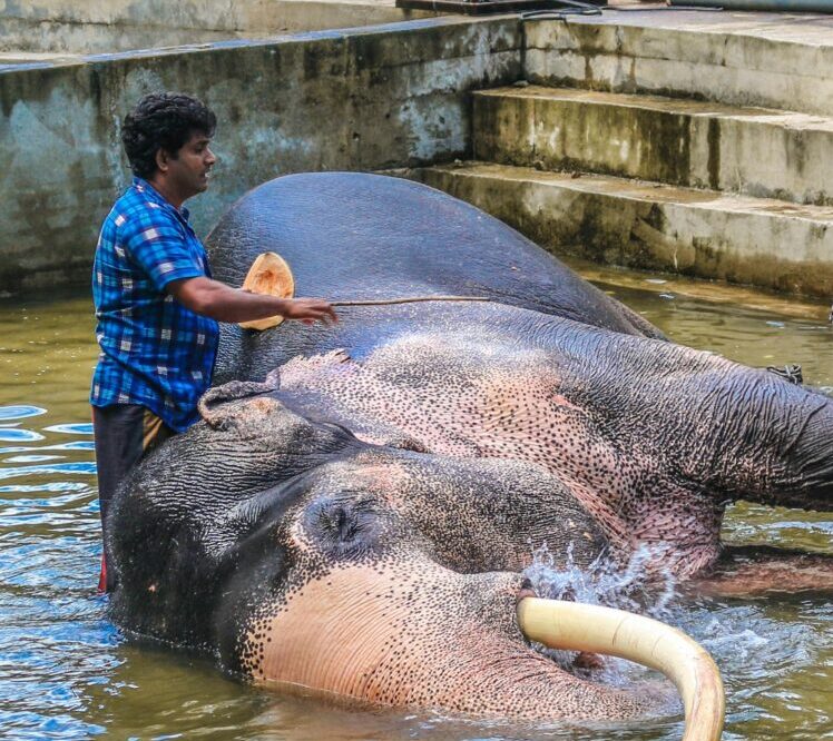 Man in Blue and White Plaid Shirt Standing Beside Black Elephant