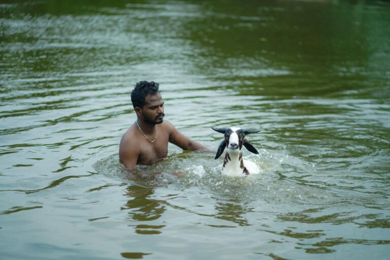 traditional goat swimming event in tamil nadu